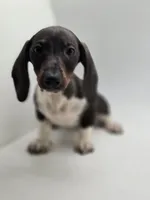 Buddy, a male Miniature Dachshund for sale in Forney, TX – Photo 3 of 4