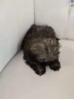 Chewy, a male Shih Tzu for sale in Forney, TX – 2 of 6