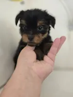 Danny, a male Yorkshire Terrier for sale in Forney, TX – 5 of 7