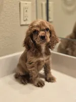 Ozzy, a male Cocker Spaniel for sale in Forney, TX – 3 of 4