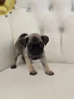 Fizz, a male Pug for sale in Forney, TX – Photo 4 of 4