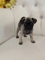 Fizz, a male Pug for sale in Forney, TX – Photo 1 of 4