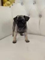 Fizz, a male Pug for sale in Forney, TX – Photo 2 of 4