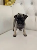 Fizz, a male Pug for sale in Forney, TX – Photo 3 of 4