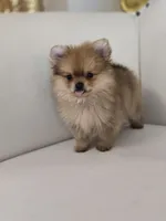 Rollin, a male Pomeranian for sale in Forney, TX – 4 of 5