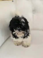 Maggie, a female Shih Tzu for sale in Forney, TX – Photo 3 of 4