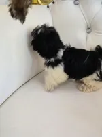 Maggie, a female Shih Tzu for sale in Forney, TX – Photo 2 of 4