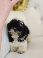 Maggie, a female Shih Tzu for sale in Forney, TX – Photo 4 of 4