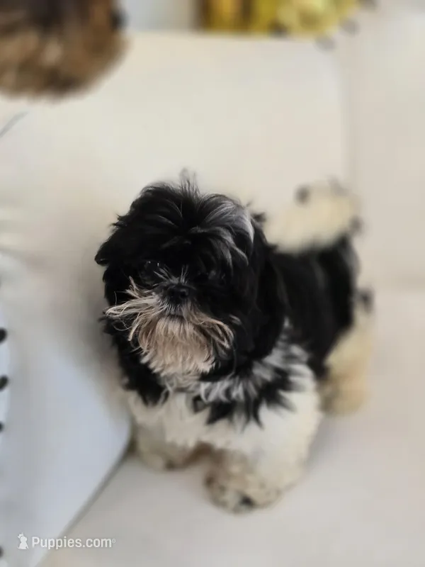 Maggie – Shih Tzu puppy for sale in Forney, TX