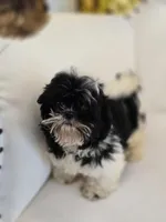 Maggie, a female Shih Tzu for sale in Forney, TX – Photo 1 of 4