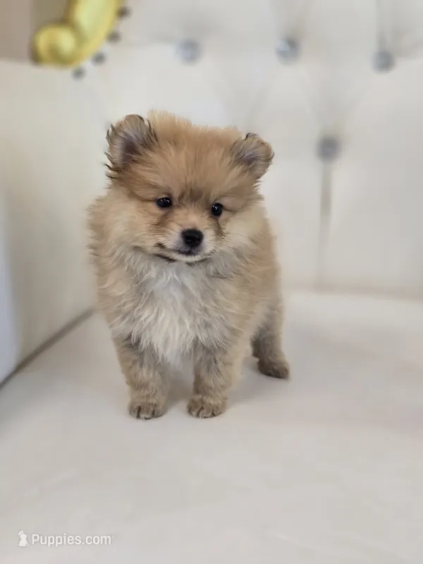 Pumpkin – Pomeranian puppy for sale in Forney, TX