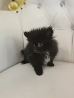 Midnight, a male Pomeranian for sale in Forney, TX – 4 of 4