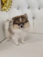 Macy, a female Pomeranian for sale in Forney, TX – 4 of 5