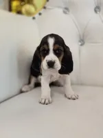 Bailey, a male Basset Hound for sale in Forney, TX – 2 of 4