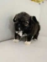 Stacey, a female Shih Tzu for sale in Forney, TX – 4 of 4