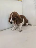 Hailey, a female Basset Hound for sale in Forney, TX – 4 of 4