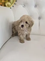 Blondie, a male Poodle - Toy  for sale in Forney, TX – 2 of 6