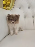 Lily, a female Pomeranian for sale in Forney, TX – 3 of 3