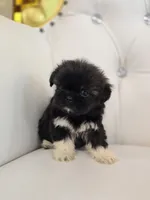 Stacey, a female Shih Tzu for sale in Forney, TX – 4 of 6