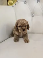 Ozzy, a male Cocker Spaniel for sale in Forney, TX – 4 of 5