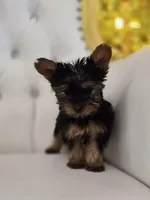 Darla, a female Yorkshire Terrier for sale in Forney, TX – 1 of 4