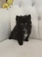 Midnight, a male Pomeranian for sale in Forney, TX – 4 of 4