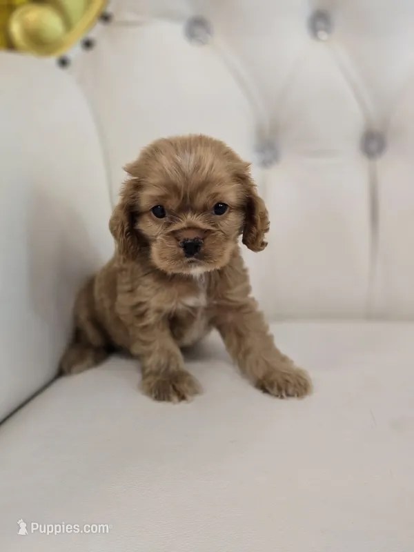 Ozzy – Cocker Spaniel puppy for sale in Forney, TX