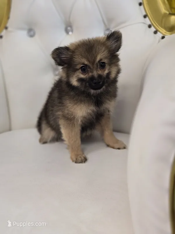 Sheeba – Pomeranian puppy for sale in Forney, TX