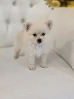 Princess, a female Pomeranian for sale in Forney, TX – 5 of 5