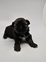 Einstein, a male Shih Tzu for sale in Forney, TX – 4 of 4