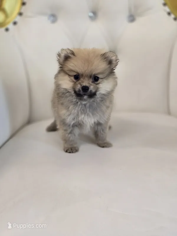 Teddy Bear – Pomeranian puppy for sale in Forney, TX