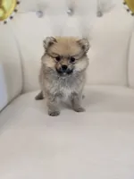 Teddy Bear, a male Pomeranian for sale in Forney, TX – 1 of 4