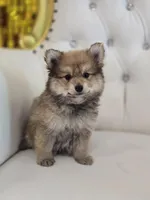 Teddy, a male Pomeranian for sale in Forney, TX – Photo 1 of 4