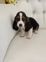 Bailey, a male Basset Hound for sale in Forney, TX – 2 of 6