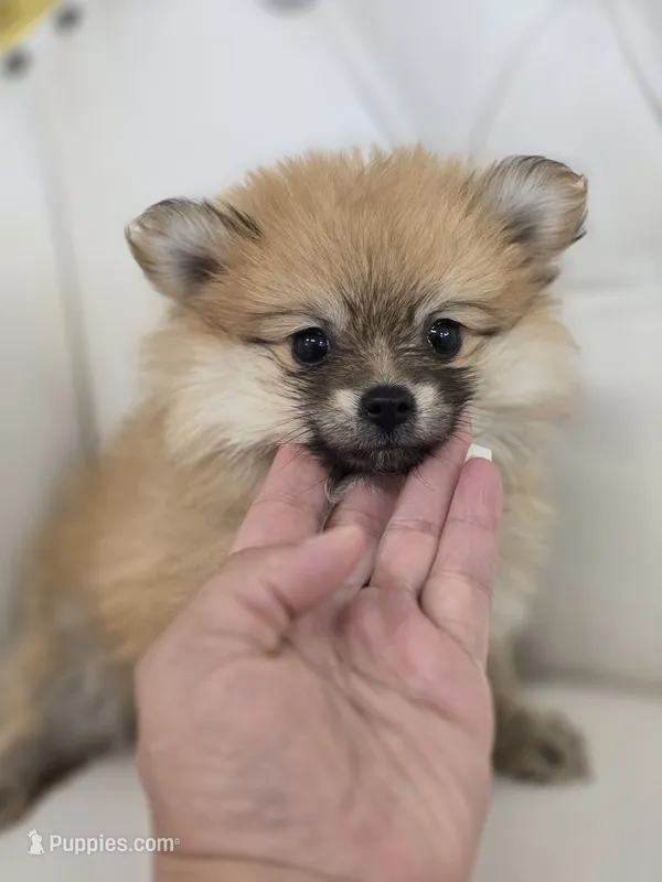 Star – Pomeranian puppy for sale in Forney, TX