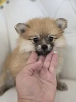 Star, a female Pomeranian for sale in Forney, TX – 1 of 4