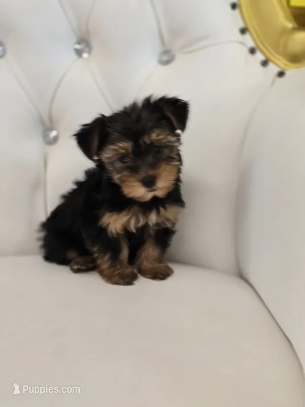 Daisy – Yorkshire Terrier puppy for sale in Forney, TX