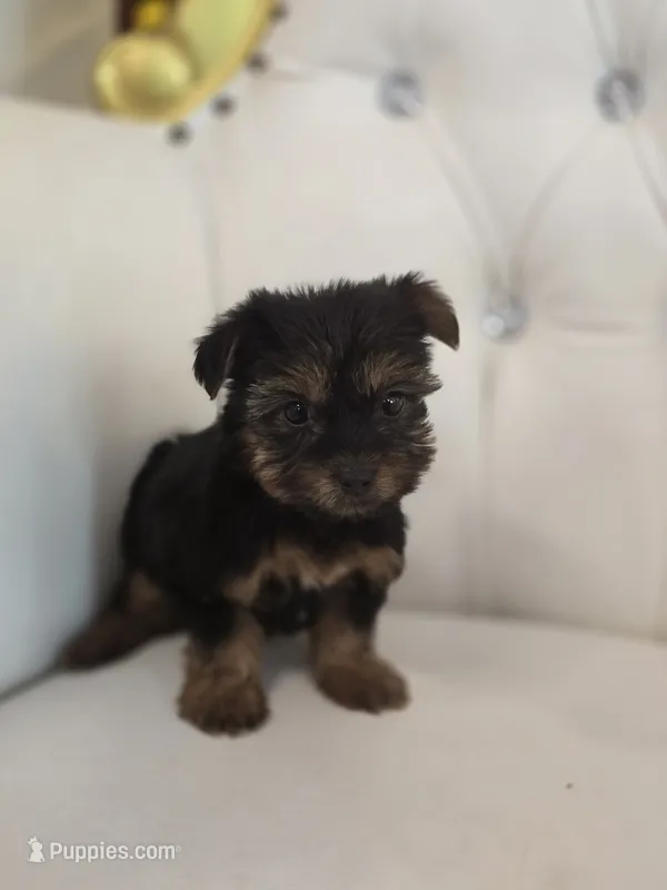 Darla – Yorkshire Terrier puppy for sale in Forney, TX