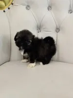 Stacey, a female Shih Tzu for sale in Forney, TX – 3 of 4