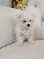 Bruno, a male Maltese for sale in Forney, TX – Photo 2 of 2