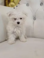 Bruno, a male Maltese for sale in Forney, TX – Photo 1 of 2