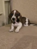 Pebbles, a female Miniature Dachshund for sale in Forney, TX – 4 of 5