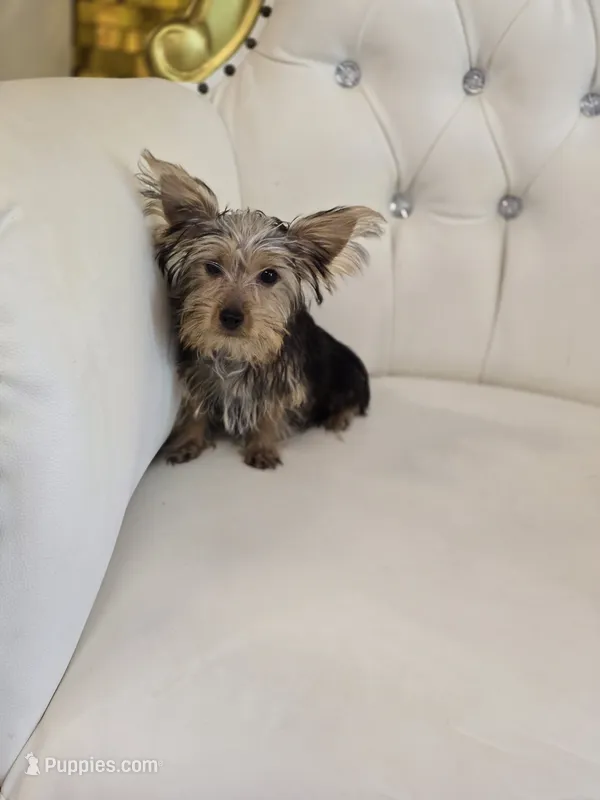 Spud – Yorkshire Terrier puppy for sale in Forney, TX