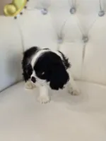Buddy, a male Cocker Spaniel for sale in Forney, TX – 3 of 5