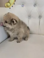Maggie, a female Pomeranian for sale in Forney, TX – 2 of 4