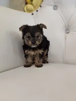 Minnie Mouse, a female Yorkshire Terrier for sale in Forney, TX – 1 of 5