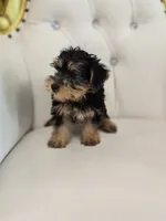 Daisy, a female Yorkshire Terrier for sale in Forney, TX – 4 of 5