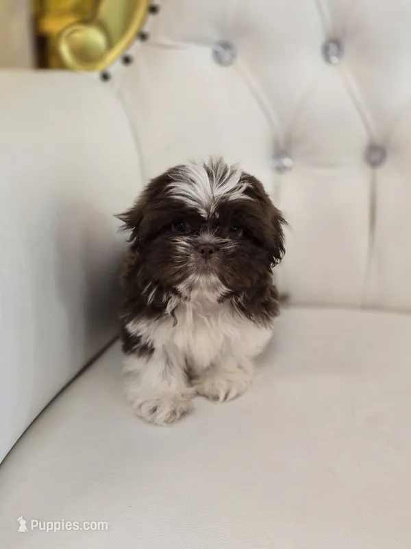 Hershey – Shih Tzu puppy for sale in Forney, TX
