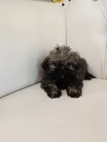 Chewy, a male Shih Tzu for sale in Forney, TX – 3 of 6