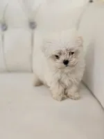 Tiny Tim, a male Maltese for sale in Forney, TX – 2 of 4